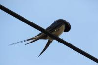 Hirundo rustica