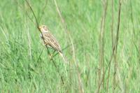 Emberiza calandra