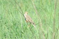 Emberiza calandra