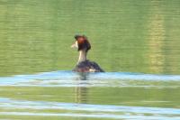 Podiceps cristatus