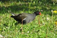 Gallinula chloropus