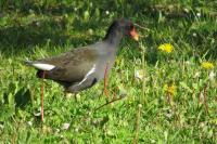 Gallinula chloropus
