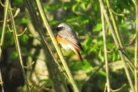 Phoenicurus phoenicurus