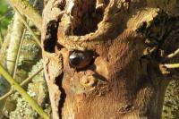 Phoenicurus phoenicurus