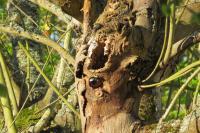 Phoenicurus phoenicurus