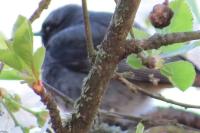 Phoenicurus ochruros