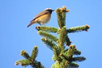 Phoenicurus phoenicurus