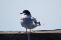 Sterna hirundo