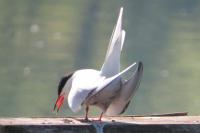 Sterna hirundo