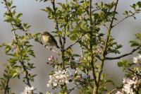 Phylloscopus collybita