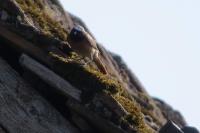 Phoenicurus phoenicurus