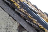 Phoenicurus phoenicurus