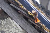 Phoenicurus phoenicurus