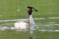 Podiceps cristatus