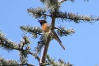 Phoenicurus phoenicurus