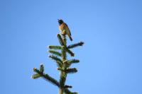 Phoenicurus phoenicurus