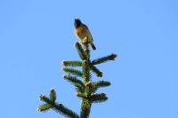 Phoenicurus phoenicurus