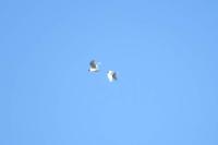 Ichthyaetus melanocephalus