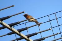 Phoenicurus phoenicurus