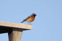 Phoenicurus phoenicurus