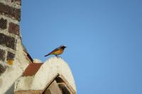 Phoenicurus phoenicurus