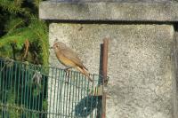 Phoenicurus phoenicurus