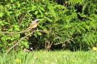 Phoenicurus phoenicurus