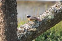 Phoenicurus phoenicurus