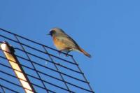 Phoenicurus phoenicurus