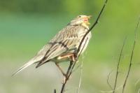 Emberiza calandra