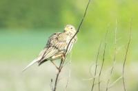 Emberiza calandra