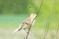 Emberiza calandra