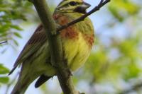 Emberiza cirlus
