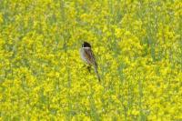 Emberiza schoeniclus