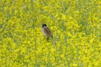 Emberiza schoeniclus