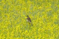Emberiza schoeniclus