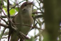 Luscinia megarhynchos