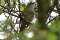 Luscinia megarhynchos