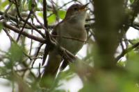 Luscinia megarhynchos