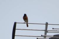 Phoenicurus phoenicurus