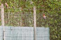 Phoenicurus phoenicurus