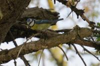 Cyanistes caeruleus