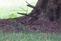 Coccothraustes coccothraustes