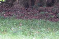 Coccothraustes coccothraustes