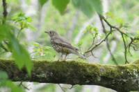 Turdus viscivorus