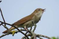 Rossignol philomèle