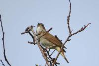 Rossignol philomèle