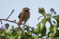 Luscinia megarhynchos