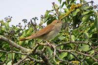 Luscinia megarhynchos