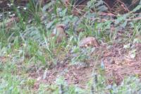 Coccothraustes coccothraustes